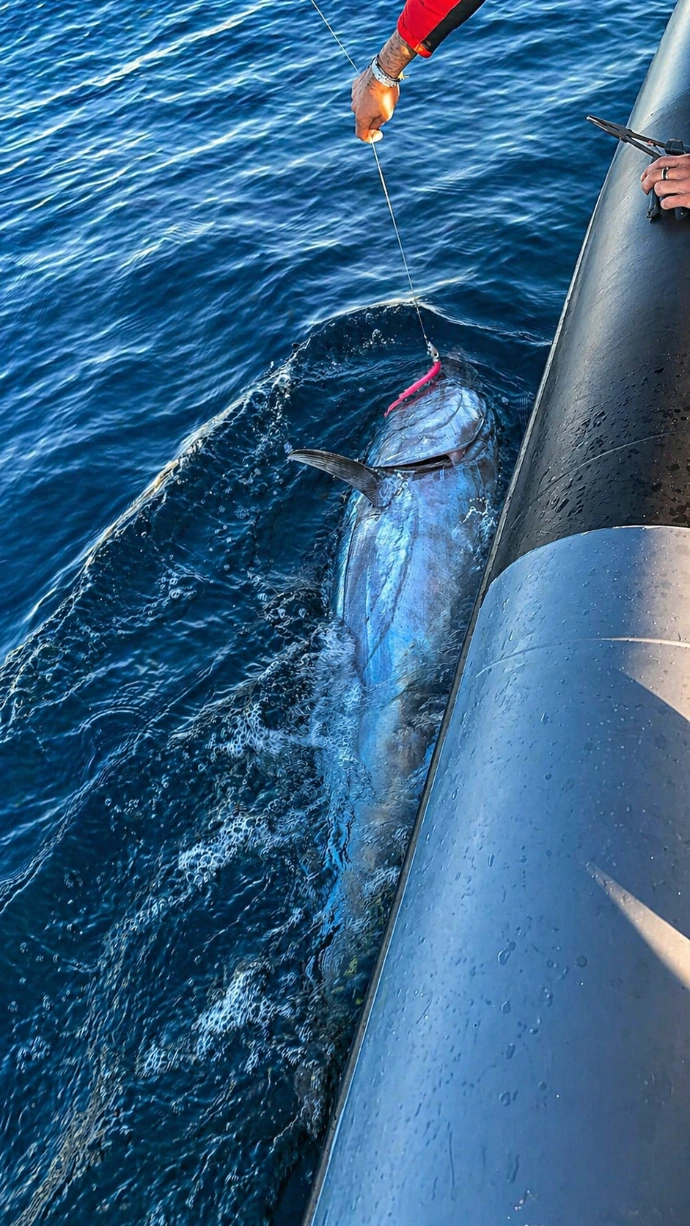 pêche au thon rouge